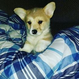 Pembroke Welsh Corgi Puppies from Corgis with Character