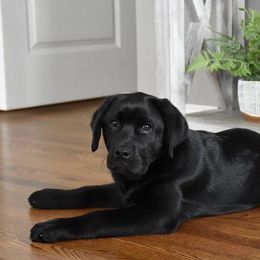 Labrador Retriever Puppies from Farmhouse Labradors