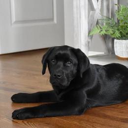 Labrador Retriever Puppies from Farmhouse Labradors