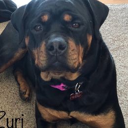 Zuri - Rottweiler
