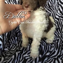 Poodle Puppies from Crystal Creek Standard Poodles
