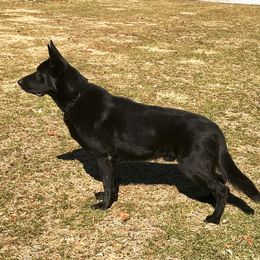 Waco - German Shepherd