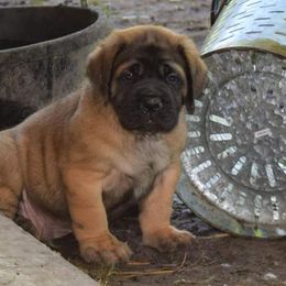 Mastiff Puppies from Mastiffs of Middle Earth