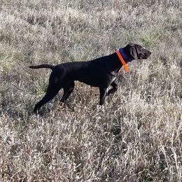 Alayna - German Shorthaired Pointer