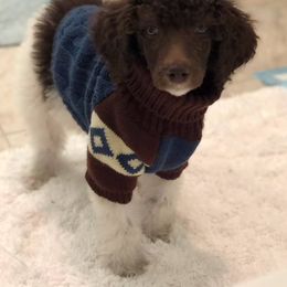 Poodle Puppies from DuBois Standard Poodles