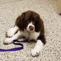 English Springer Spaniel Puppies from Webster Springers