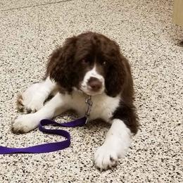 English Springer Spaniel Puppies from Webster Springers