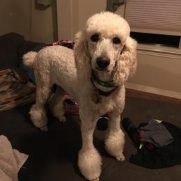 Angle  - Poodle