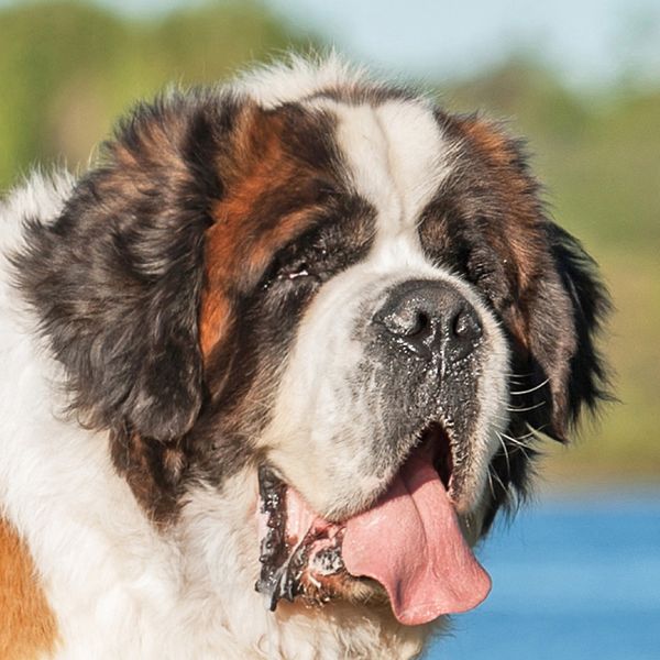 Saint Bernard