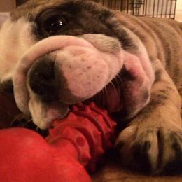 Bullmastiff and Bulldog Puppies from River Region Bullies