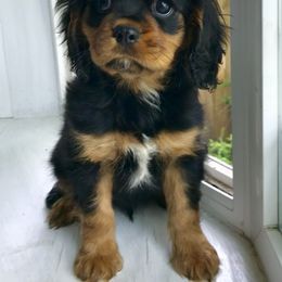 Cavalier King Charles Spaniel Puppies from Hotchkiss Cavaliers