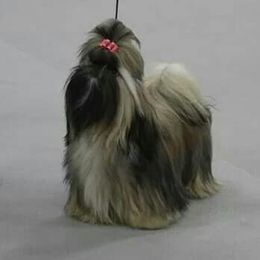 Shih Tzu All Grown Up from Carla Johnson