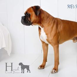 Boxer All Grown Up from Hawk Creek Boxers