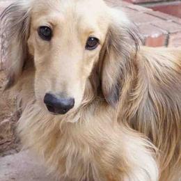 Curly - Dachshund