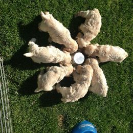 Cocker Spaniel Puppies from Lomapoint Cockers