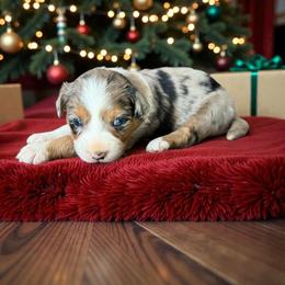 Raven Boniche - Blue merle female Australian Shepherd puppy in Statesville, North Carolina from Charming Australian Shepherds