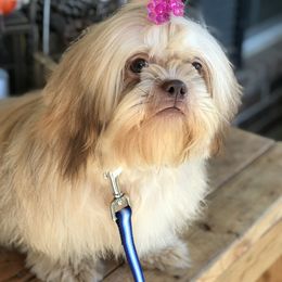 Penny - Shih Tzu