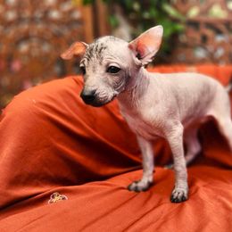 Xoloitzcuintli Puppies from Xolos Jazmin