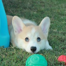 Burgundy Collar Female - Sable female Pembroke Welsh Corgi puppy in Victoria, Texas from Clear Creek Corgis