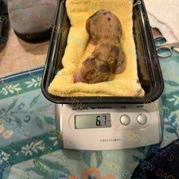 Dottie - Dapple female Dachshund puppy in Irving, Texas from DFW Dachshunds by G & S