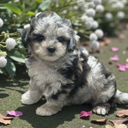 Fantasia - Merle female Maltipoo puppy in Lebanon, Kentucky from Mosaic Merle Doodles
