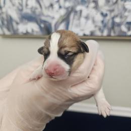 Maeve - White and red female Pembroke Welsh Corgi puppy in Tomball, Texas from Larsen Loved Corgis