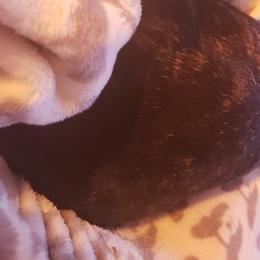 English Bulldog and French Bulldog All Grown Up from Clever Bulldogs