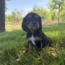 Cavalier King Charles Spaniel Puppies from Valentine Cavilers