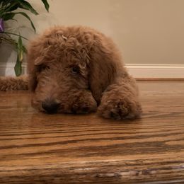 Goldendoodle and Labradoodle All Grown Up from Brock Farm Doodles, LLC