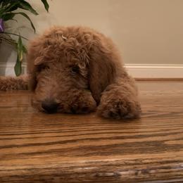 Goldendoodle and Labradoodle All Grown Up from Brock Farm Doodles, LLC