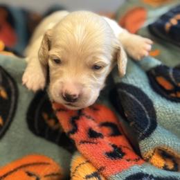 Frou-frou - Cream male Dachshund puppy in Vancouver, Washington from Cascade Minis