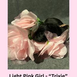 Trixie - Black female German Shepherd puppy in San Antonio, Texas from Pridelands