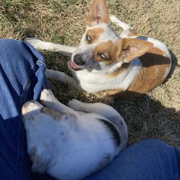 Australian Cattle Dog and Companion Cross Puppies from MX Kennel - Central MO