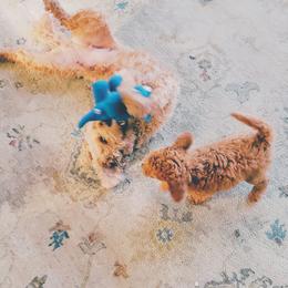 Goldendoodle Puppies from Glitzy Goldendoodles