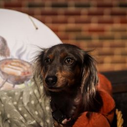 Beretta - Dachshund