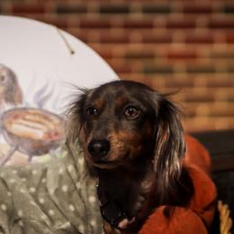 Beretta - Dachshund