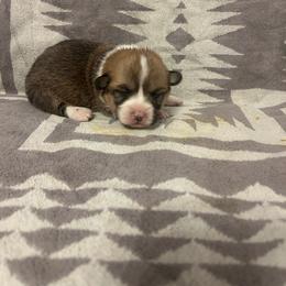 Ash Tail Intact - Red female Pembroke Welsh Corgi puppy in Maupin, Oregon from Bailey Nannini