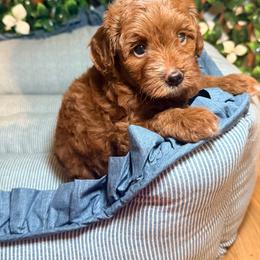 Nova - Red  female Goldendoodle puppy in Cocoa, Florida from The Beach Doodles