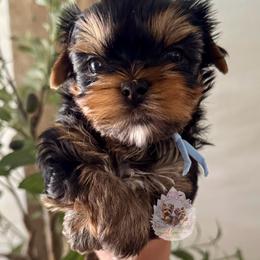Aster 4,813 - Black and tan male Yorkshire Terrier puppy in Pittsburg, California from Crystal Garden Yorkies