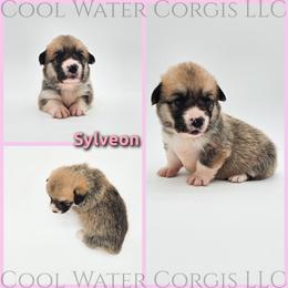 Sylveon - Red female Pembroke Welsh Corgi puppy in Kiowa, Colorado from Cool Water Corgis LLC