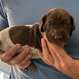 Coco - Liver roan female German Shorthaired Pointer puppy in Enfield, North Carolina from Fishing Creek GSP