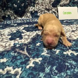 Green - Golden male Golden Retriever puppy in Wellington, Ohio from R & K Golden Acres LLC