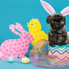 Bouvier des Flandres Puppies from Always Bouviers