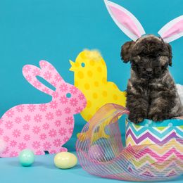 Bouvier des Flandres Puppies from Always Bouviers