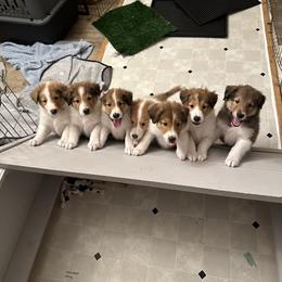 Scottish Collie Puppies from Sundance Scottish-Colleys