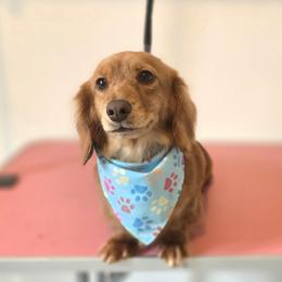 Darcy - Dachshund