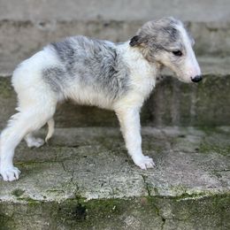 Erwin - Silver brindle male Borzoi puppy in Clinton, Tennessee from Ivanhoe Borzoi