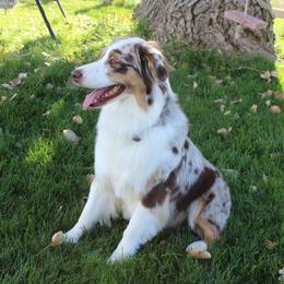 Birdie - Australian Shepherd
