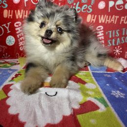 Pomeranian Puppies from Summer Set Poms
