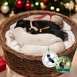 Yellow Collar - Black and silver female Miniature Schnauzer puppy in Sacramento, California from Hardcastle Family Schnauzer’s